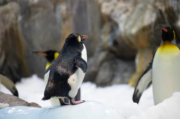Koloni Gentoo Och Kejsare Pingviner Sjöfåglar Djurpark — Stockfoto