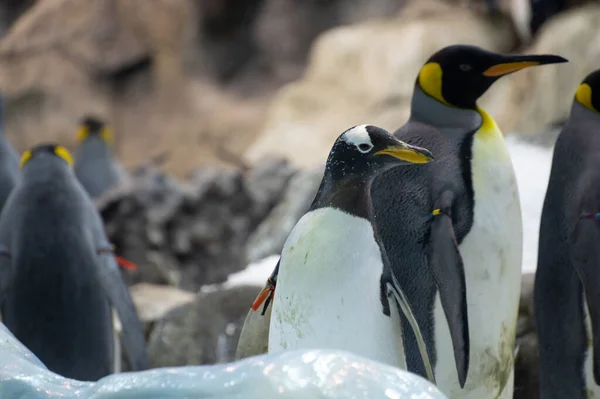 Colônia Gentoo Pinguins Imperador Aves Marinhas Zoológico — Fotografia de Stock