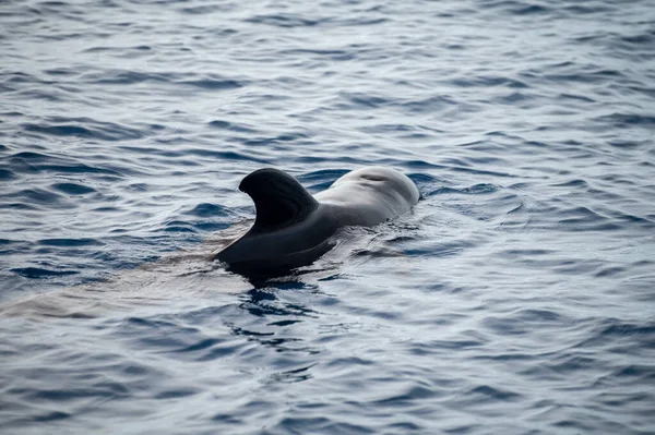 Avistamiento Ballenas Desde Embarcación Avistada Familia Ballenas Cerca Costa Tenerife — Foto de Stock