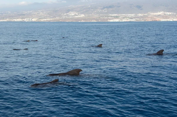 Avistamiento Ballenas Desde Embarcación Avistada Familia Ballenas Cerca Costa Tenerife — Foto de Stock