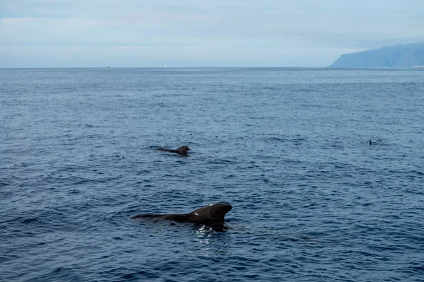 Avistamiento Ballenas Desde Embarcación Avistada Familia Ballenas Cerca Costa Tenerife — Foto de Stock