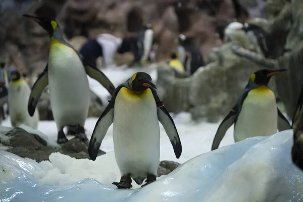Colony Gentoo Emperor Penguins Sea Birds Zoo Royalty Free Stock Images