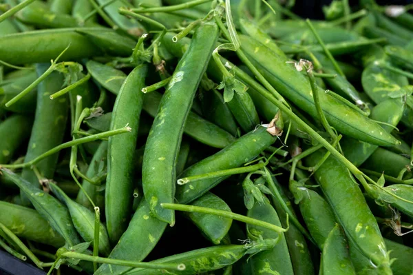 Ripe Young Green Sweet Garden Peas Legumes Raw Food Background — ストック写真