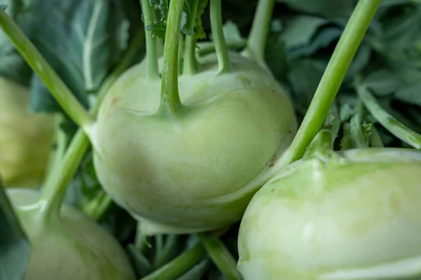 New Harvest Light Green Kohlrabi Cabbage Leaves Close — Fotografia de Stock