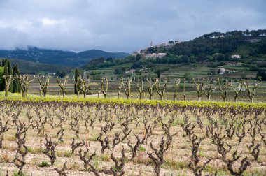 Baharda Cotes de Provence üzüm bağlarında eski üzüm gövdeleri Le Castellet köyü yakınlarında Bandol şarap bölgesi, Fransa 'nın güneyinde şarap üretimi