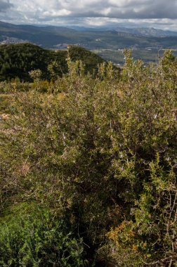 İlkbahar Provence 'de, Fransa' nın Marsilya yakınlarındaki Calanques doğal parkında yabani çiçeklerin çiçek açması.