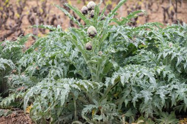 Bahçede yetişen enginar, yeşil ve mor çiçekli başlıklar hasat için hazır.