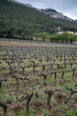İlkbaharda Cassis yakınlarında Cotes de Provence üzüm bağları, Güney Fransa 'da şarap üretimi