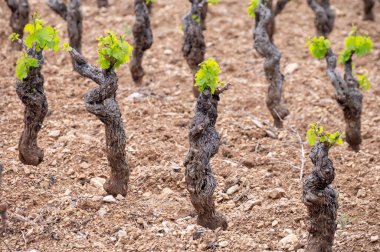 Baharda Cotes de Provence üzüm bağlarında eski üzüm gövdeleri Le Castellet köyü yakınlarında Bandol şarap bölgesi, Fransa 'nın güneyinde şarap üretimi