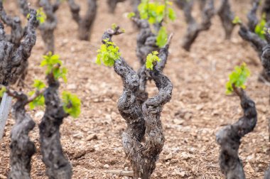 Baharda Cotes de Provence üzüm bağlarında eski üzüm gövdeleri Le Castellet köyü yakınlarında Bandol şarap bölgesi, Fransa 'nın güneyinde şarap üretimi