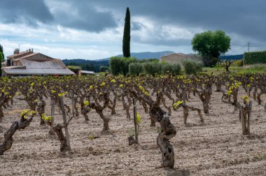 Baharda Cotes de Provence üzüm bağlarında eski üzüm gövdeleri Le Castellet köyü yakınlarında Bandol şarap bölgesi, Fransa 'nın güneyinde şarap üretimi