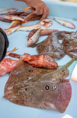 Günün avı, Cassis, Provence, Fransa 'daki küçük eski limandaki balıkçı pazarında günlük taze balık satışı.