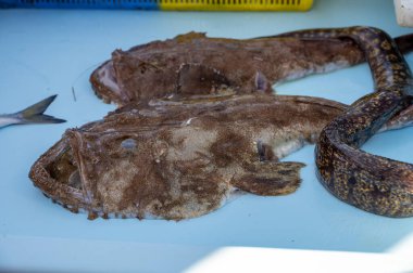 Günün avı, Cassis, Provence, Fransa 'daki küçük eski limandaki balıkçı pazarında günlük taze balık satışı.