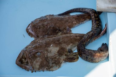 Günün avı, Cassis, Provence, Fransa 'daki küçük eski limandaki balıkçı pazarında günlük taze balık satışı.