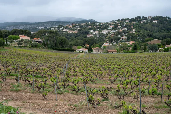 Vineyards Cotes Provence Spring Cassis Wine Making South France — Foto de Stock