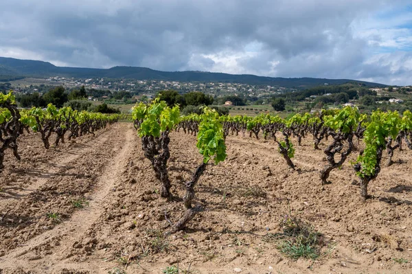 Grape Trunks Green Vineyards Cotes Provence Spring Bandol Wine Region — Stockfoto