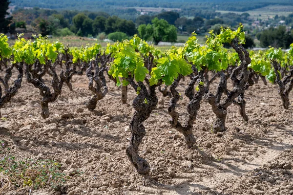 Grape Trunks Green Vineyards Cotes Provence Spring Bandol Wine Region — стоковое фото