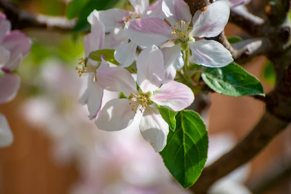 果樹園のリンゴの木の花 自然背景 — ストック写真