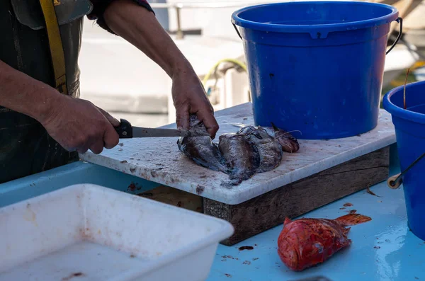 Captura Dia Peixe Fresco Para Venda Mercado Diário Pescadores Livre — Fotografia de Stock