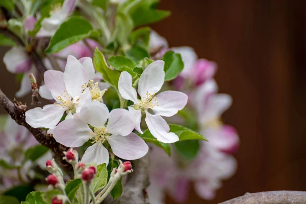 Blossom Apple Tree Fruit Orchard Nature Background — ストック写真