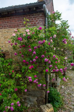 Fransa 'nın küçük bir köyü olan Gerberoy' un dar sokaklarında kokulu güllerin yaz çiçekleri.