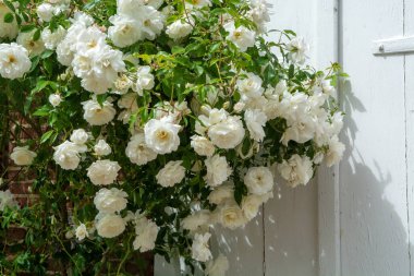Fransa 'nın küçük bir köyü olan Gerberoy' un dar sokaklarında kokulu güllerin yaz çiçekleri.