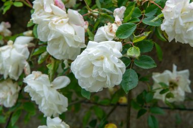 Fransa 'nın küçük bir köyü olan Gerberoy' un dar sokaklarında kokulu güllerin yaz çiçekleri.