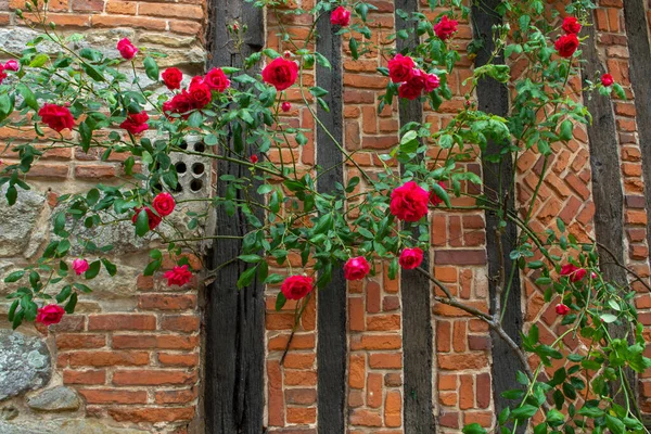 Zomer Bloesem Van Geurige Kleurrijke Rozen Bloemen Smalle Straatjes Van — Stockfoto