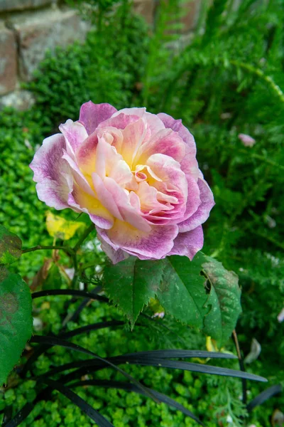 小さな村の狭い通りに香り豊かなカラフルなバラの花の夏の花 Gerberoy Normandy France — ストック写真