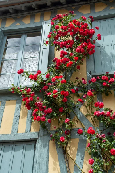 Flor Verano Flores Fragantes Rosas Colores Las Calles Estrechas Pequeña — Foto de Stock