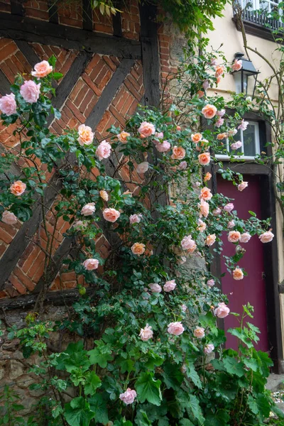 Flor Verano Flores Fragantes Rosas Colores Las Calles Estrechas Pequeña — Foto de Stock