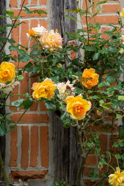 Letní Květ Voňavých Barevných Růží Kvetoucích Úzkých Uličkách Malé Vesnice — Stock fotografie