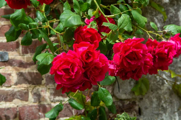 Sommar Blomma Doftande Färgglada Rosor Blommor Smala Gator Liten Gerberoy — Stockfoto