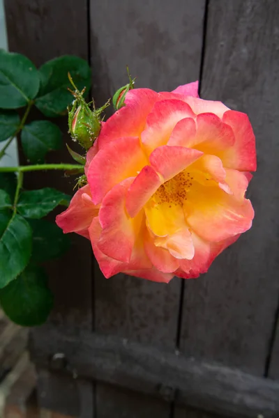 Zomer Bloesem Van Geurige Kleurrijke Rozen Bloemen Smalle Straatjes Van — Stockfoto