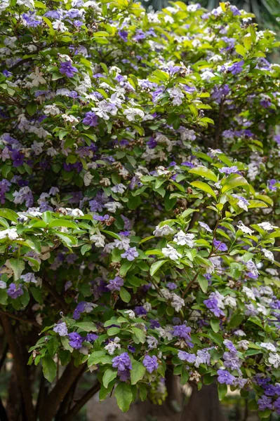 Подвійний Колір Цвітіння Декоративної Брюнельської Пачуфлори Тропічний Вільний Білими Фіолетовими — стокове фото