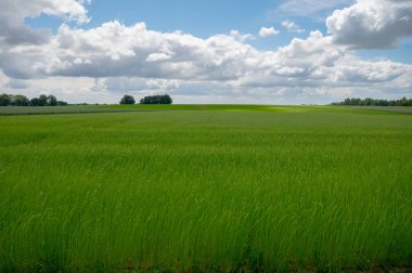 Fransa 'nın Normandiya bölgesindeki tarımsal Pays de Caux bölgesinde keten bitkilerinin yeşil tarlaları