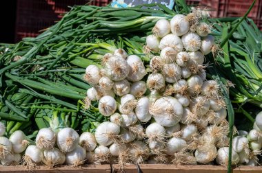Fransız çiftçi pazarında satılık taze yeşil organik soğan ve beyaz ampuller.