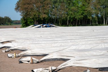 Hollanda, Brabant, Hollanda 'da yetiştirilen kuşkonmaz sebzeleriyle kaplı plastik film