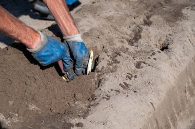 Hollanda Brabant, Hollanda 'da elleri ile beyaz kuşkonmaz sebze hasadı
