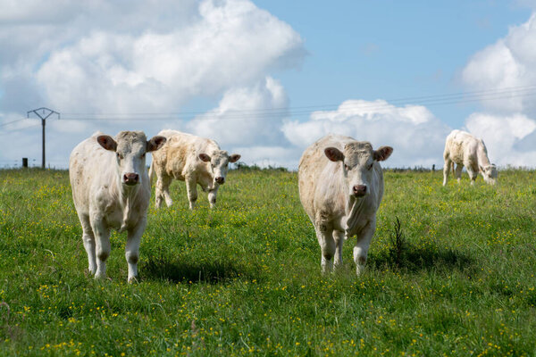 Herd of cows resting on green grass pasture, milk, cheese and meat production in Normandy, France