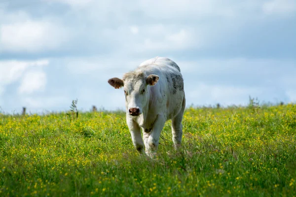 Stado Krów Odpoczywających Zielonym Pastwisku Trawiastym Produkcji Mleka Sera Mięsa — Zdjęcie stockowe