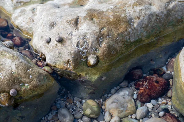 食用海水軟体動物パテッラ カエルーレア Patella Caerulea フランス ノルマンディーのエトルト Etreat の干潮時の家族のリンペットの一種 — ストック写真