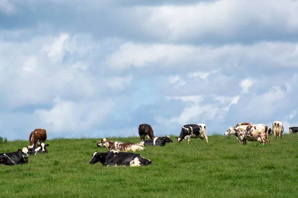 Troupeau Vaches Reposant Sur Pâturage Vert Lait Fromage Production Viande — Photo