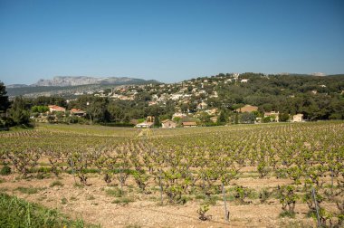İlkbaharda Cotes de Provence 'ın yeşil üzüm bağlarında üzüm sandıkları, Cassis şarap bölgesi, Güney Fransa' da beyaz şarap üretimi