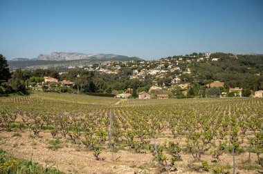 İlkbaharda Cotes de Provence 'ın yeşil üzüm bağlarında üzüm sandıkları, Cassis şarap bölgesi, Güney Fransa' da beyaz şarap üretimi