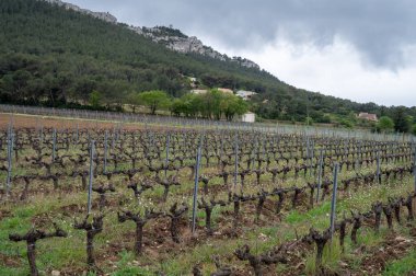 İlkbaharda Cassis yakınlarında Cotes de Provence üzüm bağları, Güney Fransa 'da şarap üretimi