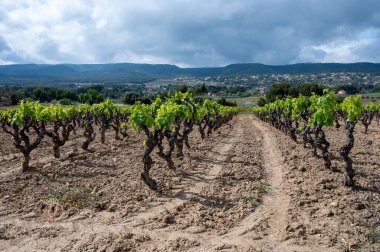 Baharda Cotes de Provence 'ın yeşil üzüm bağlarında üzüm sandıkları Le Castellet köyü yakınlarında Bandol şarap bölgesi, Fransa' nın güneyinde şarap üretimi