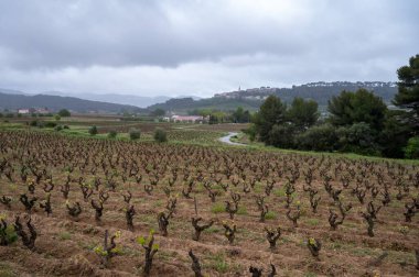 Baharda Cotes de Provence üzüm bağlarında eski üzüm gövdeleri Le Castellet köyü yakınlarında Bandol şarap bölgesi, Fransa 'nın güneyinde şarap üretimi