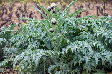Bahçede yetişen enginar, yeşil ve mor çiçekli başlıklar hasat için hazır.