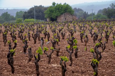 Old grape trunks on vineyards of Cotes de Provence in spring, Bandol wine region near Le Castellet village, wine making in South of France